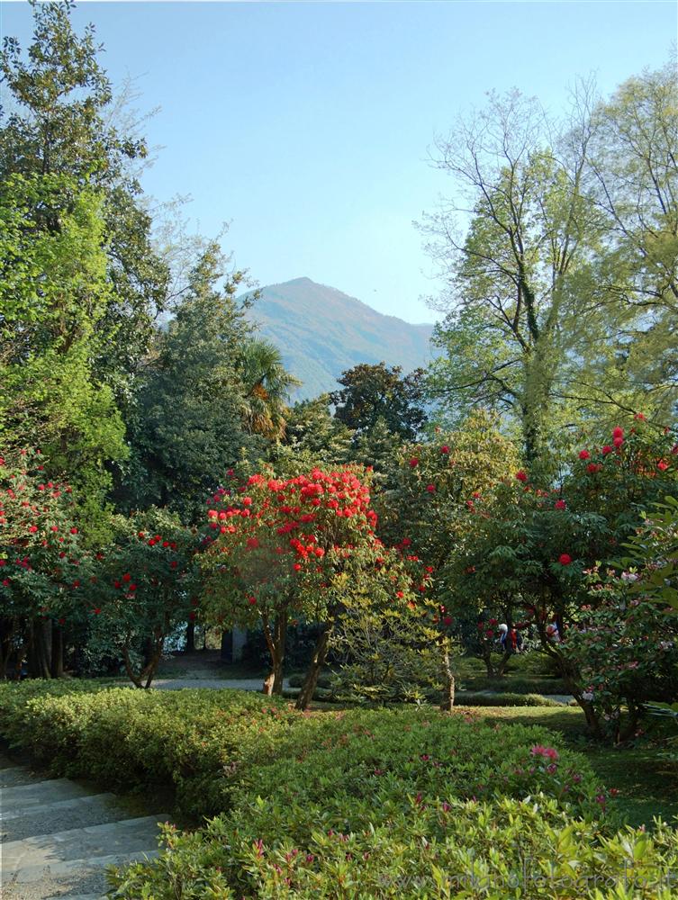 Tremezzo (Como, Italy) - Detail of the park of Villa Carlotta